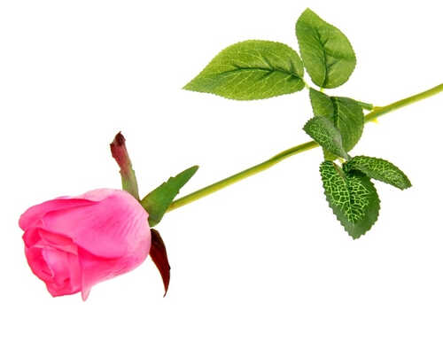 Мыльные лепестки "Роскошная роза", цвет ярко-розовый