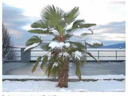 Трахикарпус Вагнерианус (морозоустойчивая пальма)
